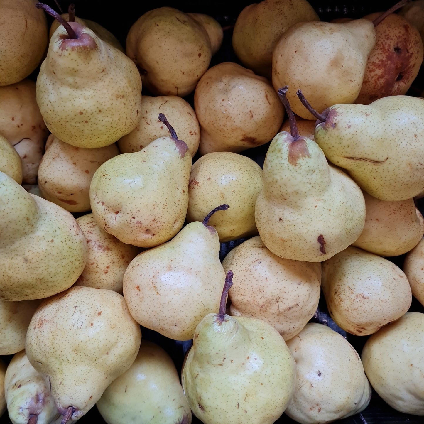 Green Pears ~ each