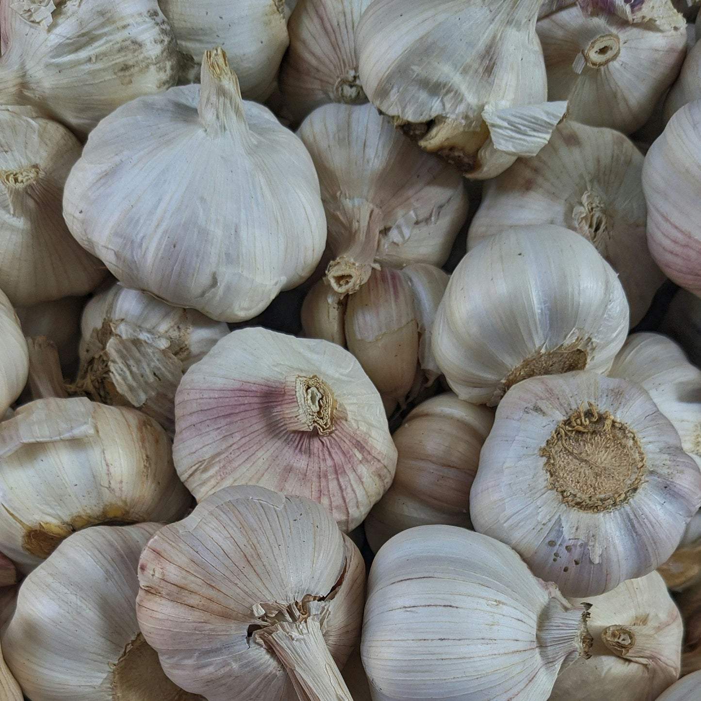 Garlic ~ head (approx 100g)