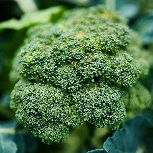 Broccoli ~ each (approx 300g)