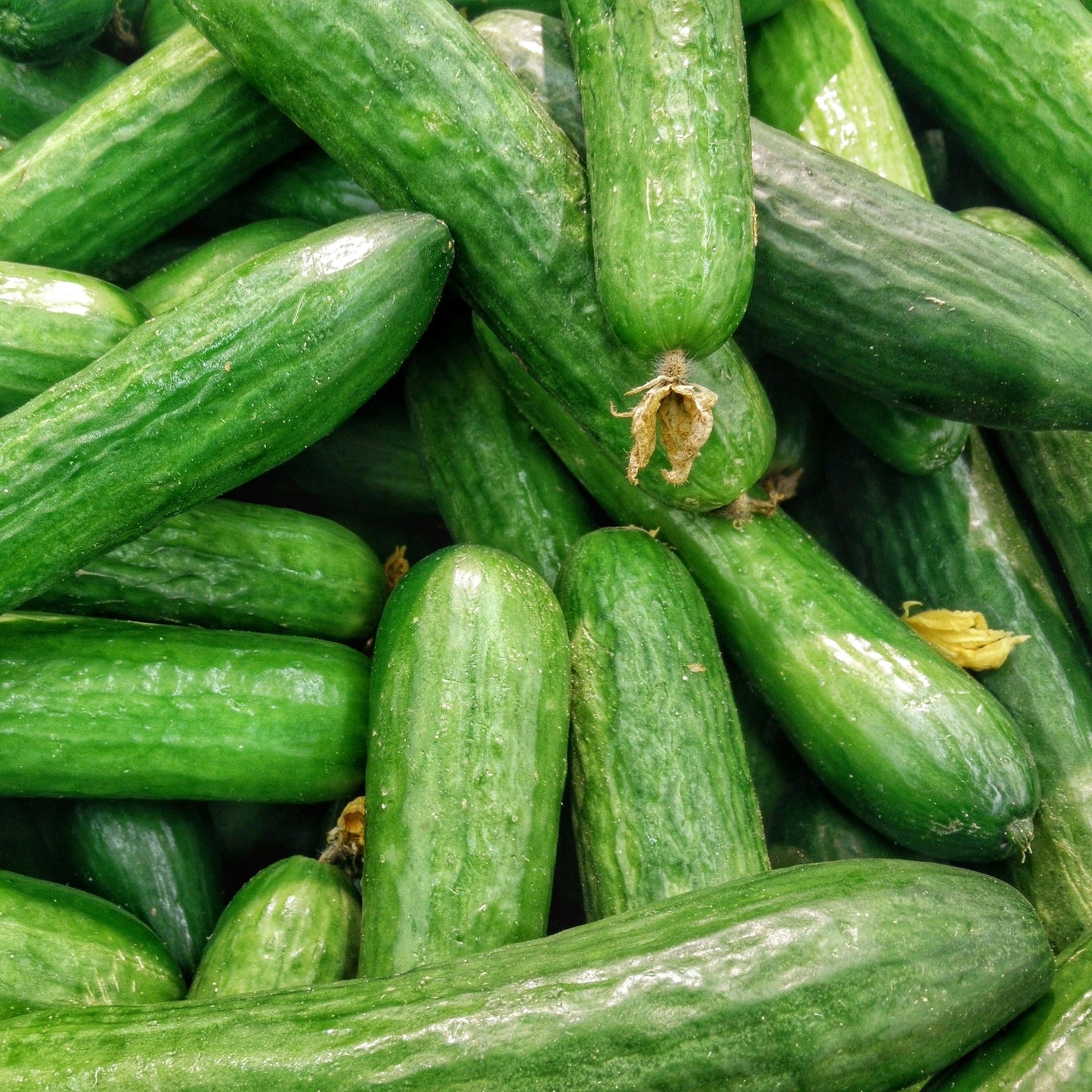 Cucumber Lebanese ~ each