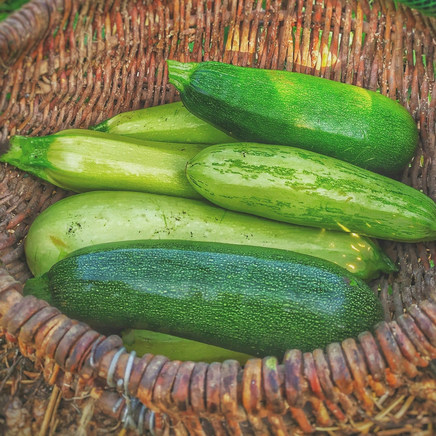 Zucchini ~ each (approx 200g each)