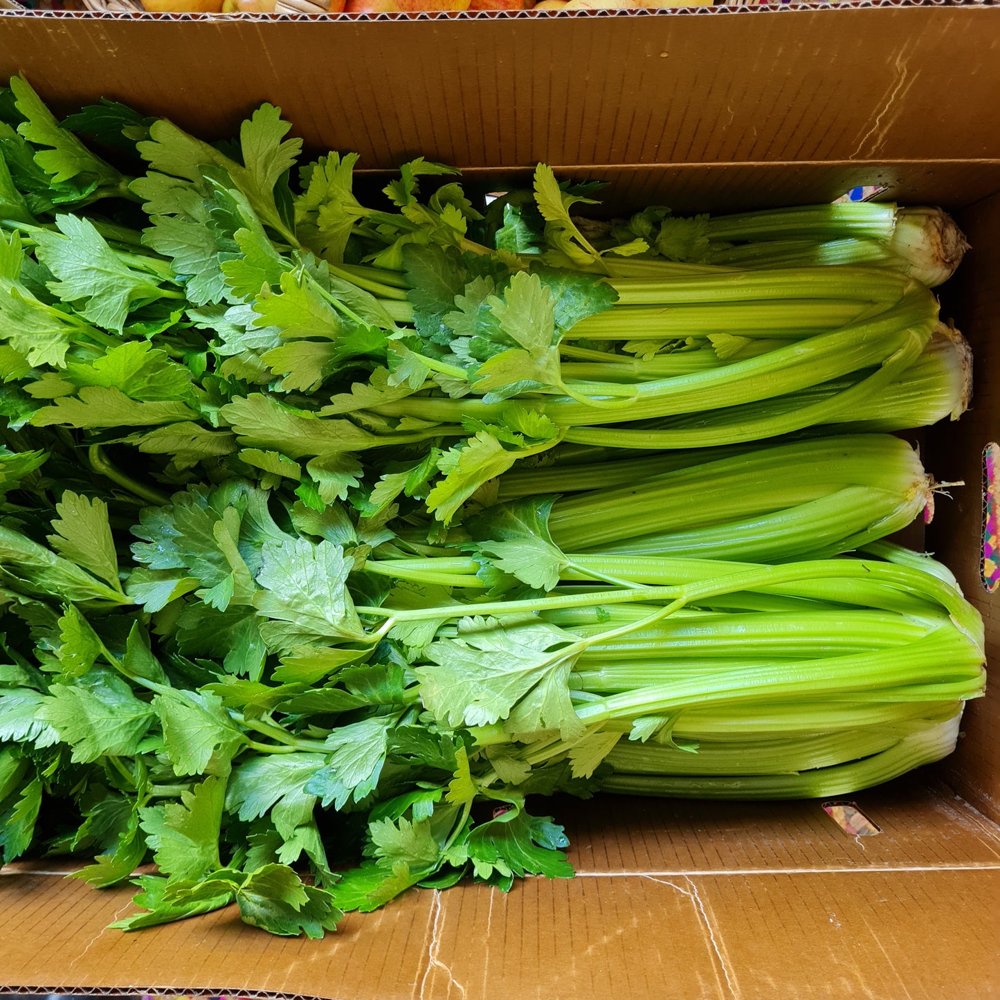 Celery