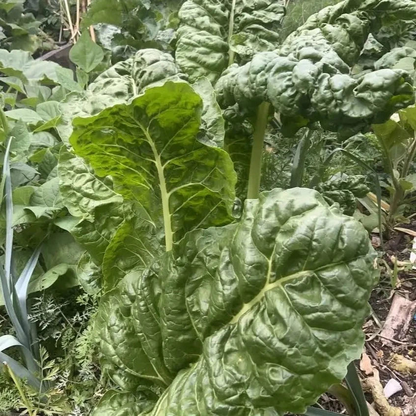 Silverbeet & Rainbow Chard ~ Bunch