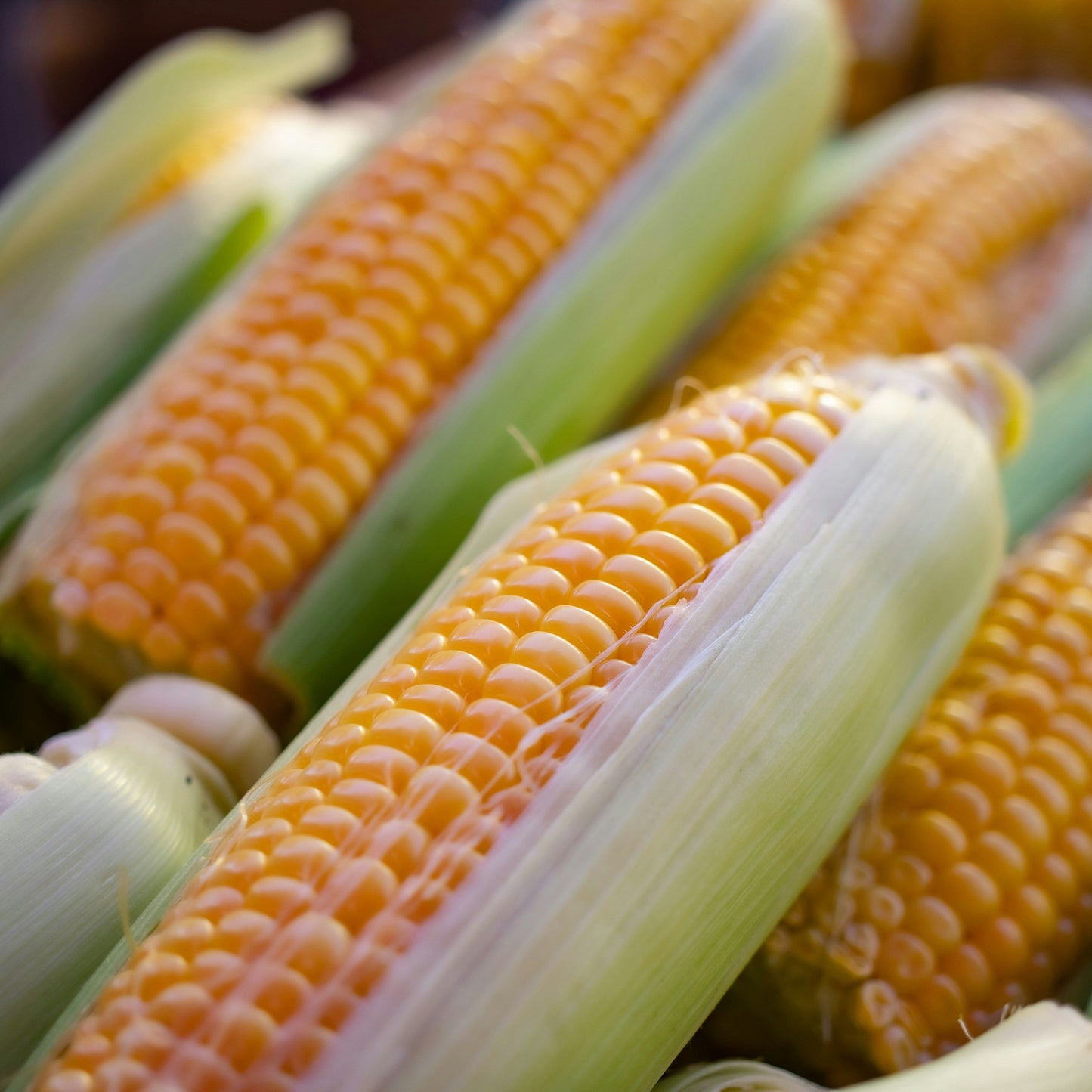 Sweet Corn ~ each